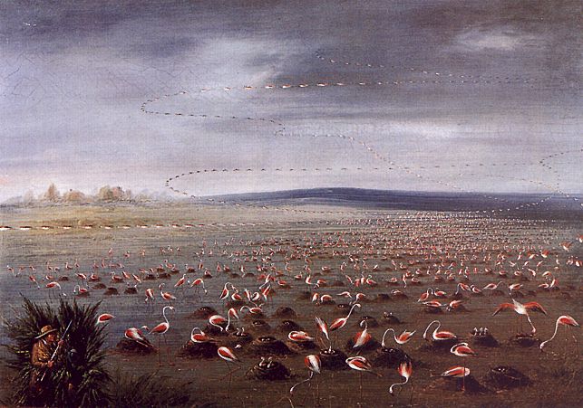 Ambush for Flamingoes
